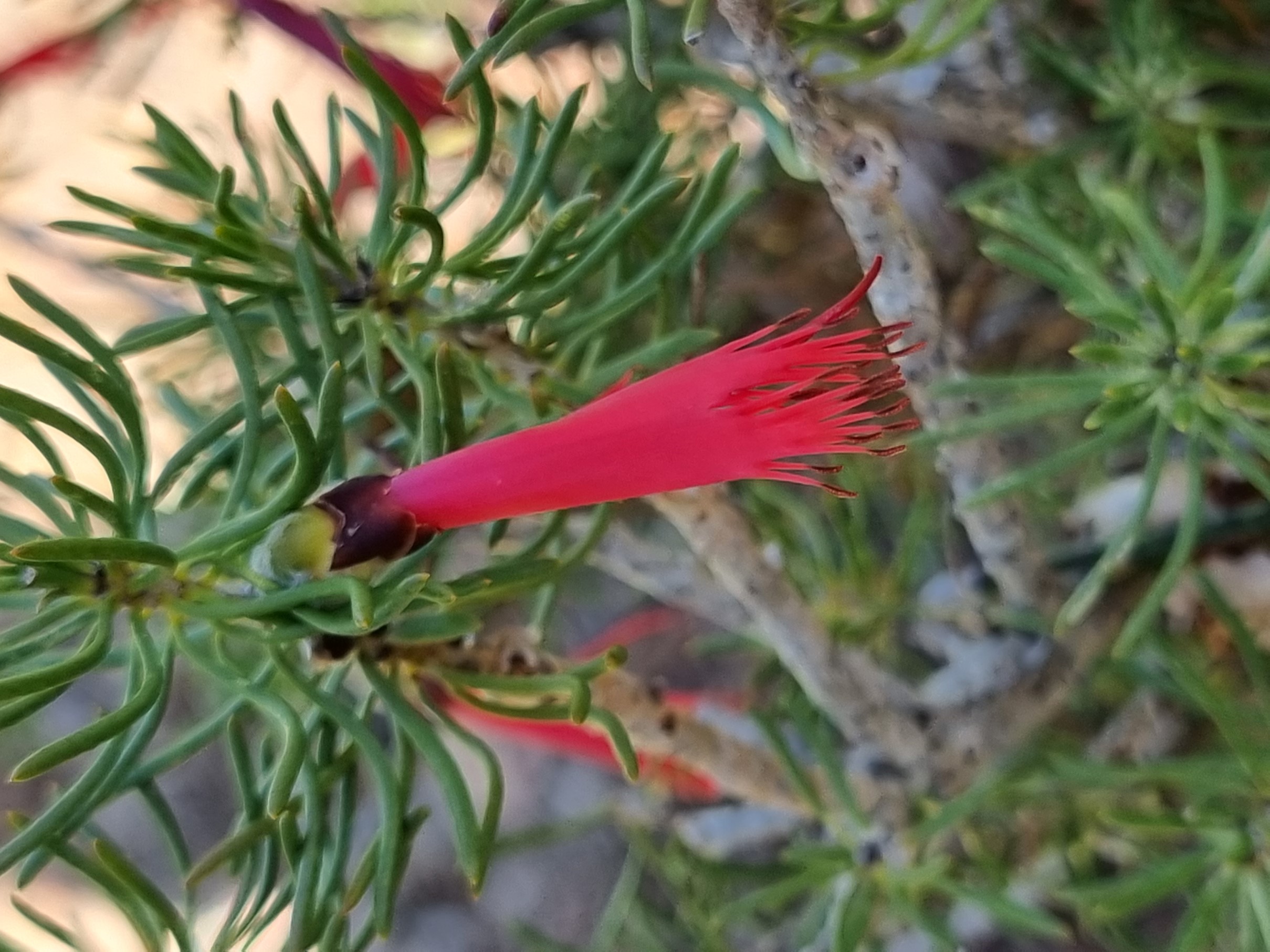 quadrifidus